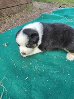 Black male 1, a male Australian Shepherd for sale in Wayside, WV – 1 of 4