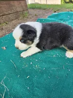 Black male 1, a male Australian Shepherd for sale in Wayside, WV – 3 of 4