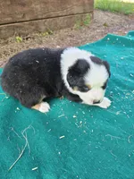 Black male 1, a male Australian Shepherd for sale in Wayside, WV – 2 of 4