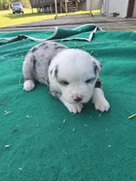 Blue female 2, a female Australian Shepherd for sale in Wayside, WV – 1 of 3