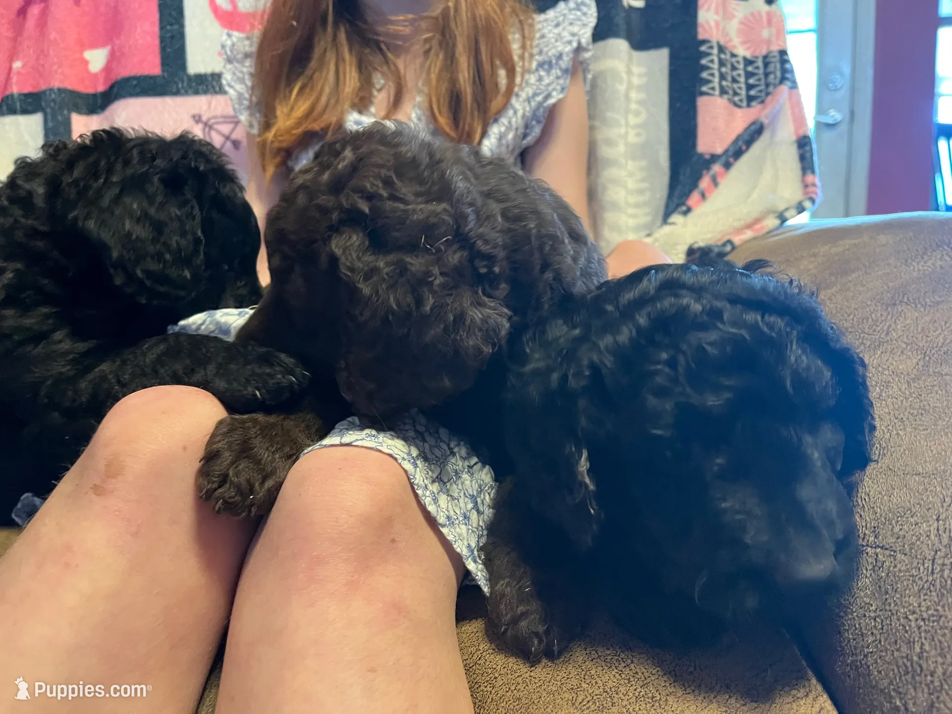 Evie, a female Goldendoodle for sale in Alma, AR – 1 of 4