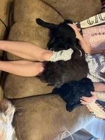 Snickers, a female Goldendoodle for sale in Alma, AR – 3 of 3
