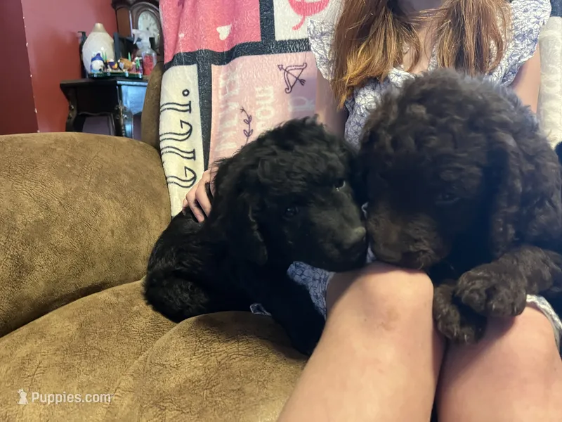 Prince Pepe – Goldendoodle puppy for sale in Alma, AR