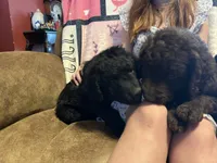 Prince Pepe, a male Goldendoodle for sale in Alma, AR – 1 of 3