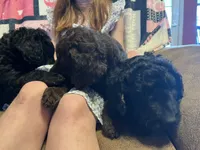 Snickers, a female Goldendoodle for sale in Alma, AR – 1 of 3