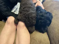 Evie, a female Goldendoodle for sale in Alma, AR – 3 of 4