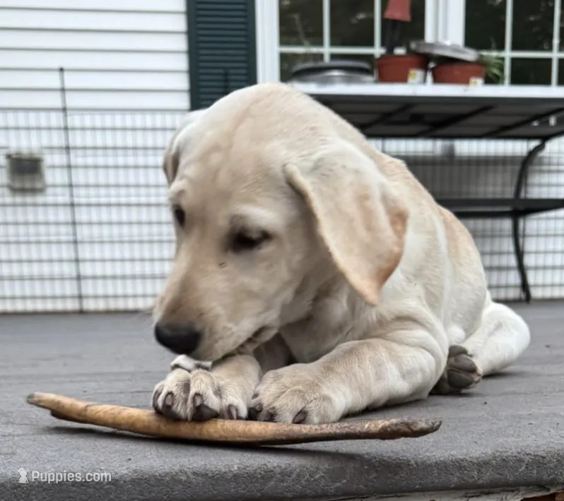 Hazel – Labrador Retriever puppy for sale in Ayer, MA