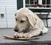 Hazel, a female Labrador Retriever for sale in Ayer, MA – 1 of 4