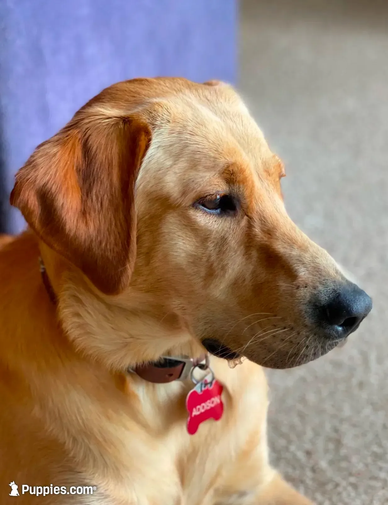 Vienna, a female Labrador Retriever for sale in Ayer, MA – 5 of 5