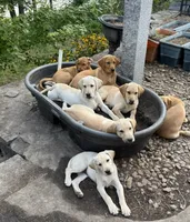 Walnut, a male Labrador Retriever for sale in Ayer, MA – 3 of 5