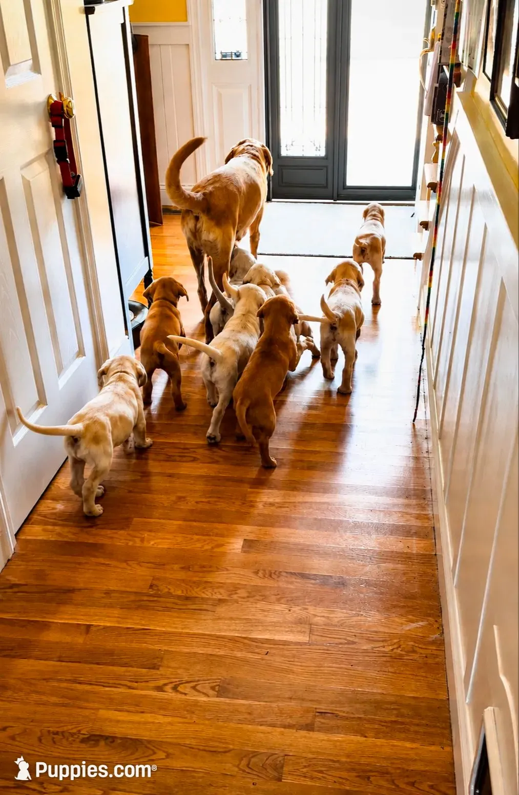 Vienna, a female Labrador Retriever for sale in Ayer, MA – 2 of 5