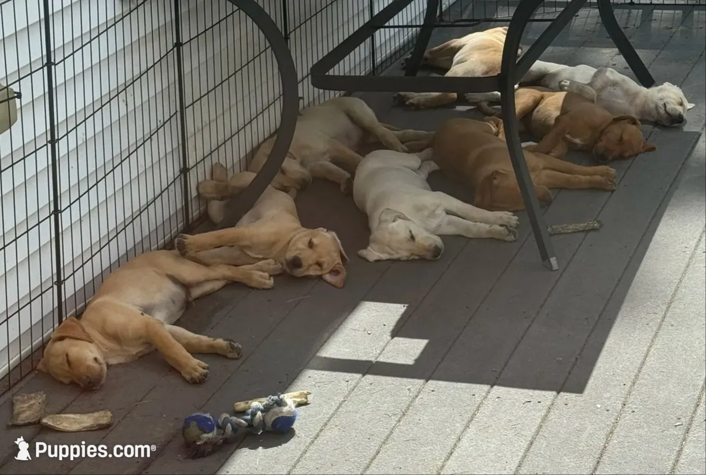 Vienna, a female Labrador Retriever for sale in Ayer, MA – 4 of 5