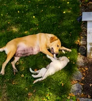 Macadamia, a female Labrador Retriever for sale in Ayer, MA – 5 of 6