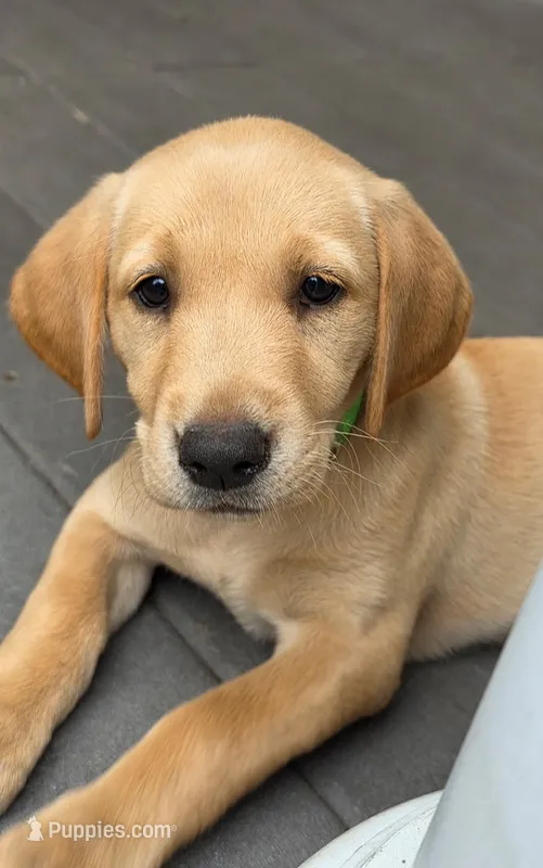 AKC Newton – Labrador Retriever puppy for sale in Ayer, MA