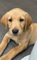 AKC Newton, a male Labrador Retriever for sale in Ayer, MA – 1 of 6