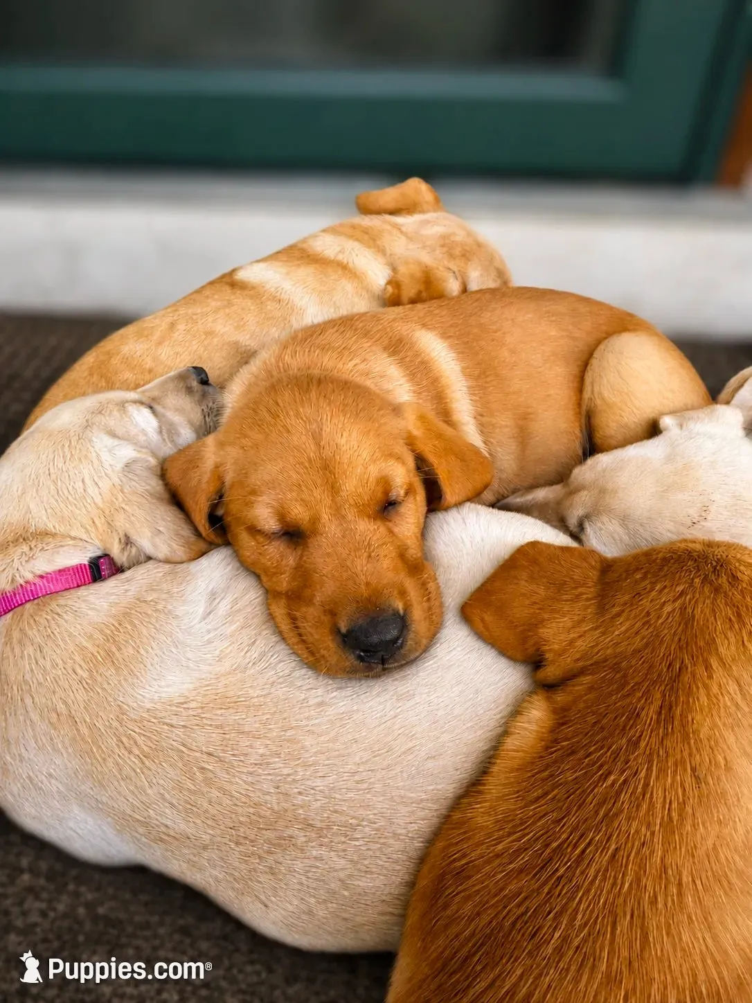 Shortbread, a female Labrador Retriever for sale in Ayer, MA – 2 of 6