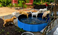 Macadamia, a female Labrador Retriever for sale in Ayer, MA – 6 of 6