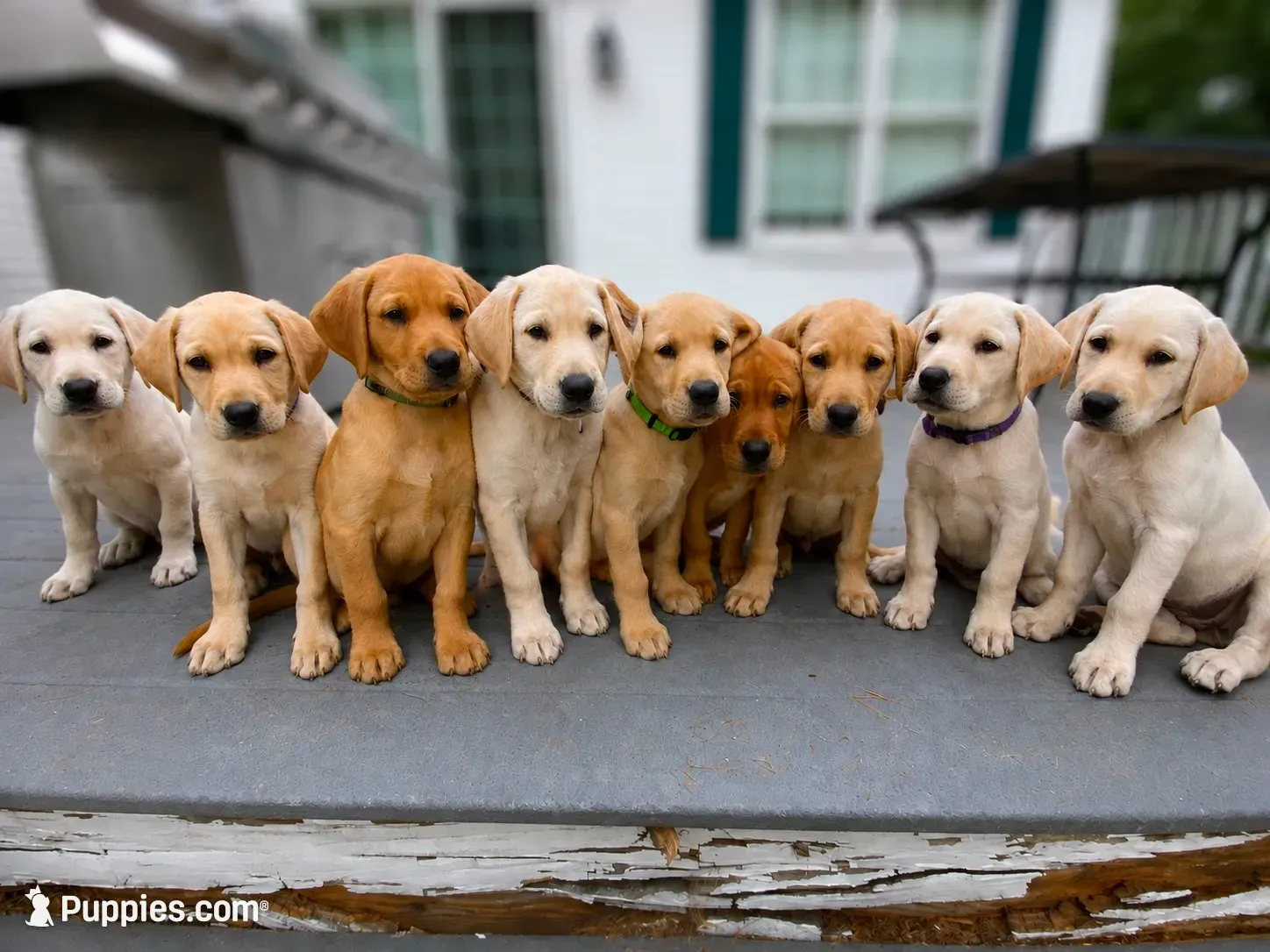 Vienna, a female Labrador Retriever for sale in Ayer, MA – 3 of 5