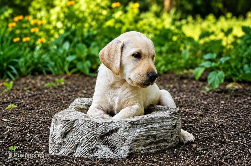 AKC Shortbread – Labrador Retriever puppy for sale in Ayer, MA