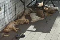 AKC Newton, a male Labrador Retriever for sale in Ayer, MA – 5 of 6