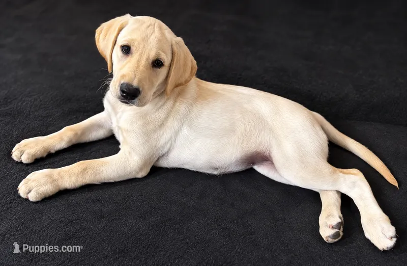 Macadamia – Labrador Retriever puppy for sale in Ayer, MA
