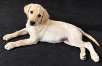 Macadamia, a female Labrador Retriever for sale in Ayer, MA – 1 of 6