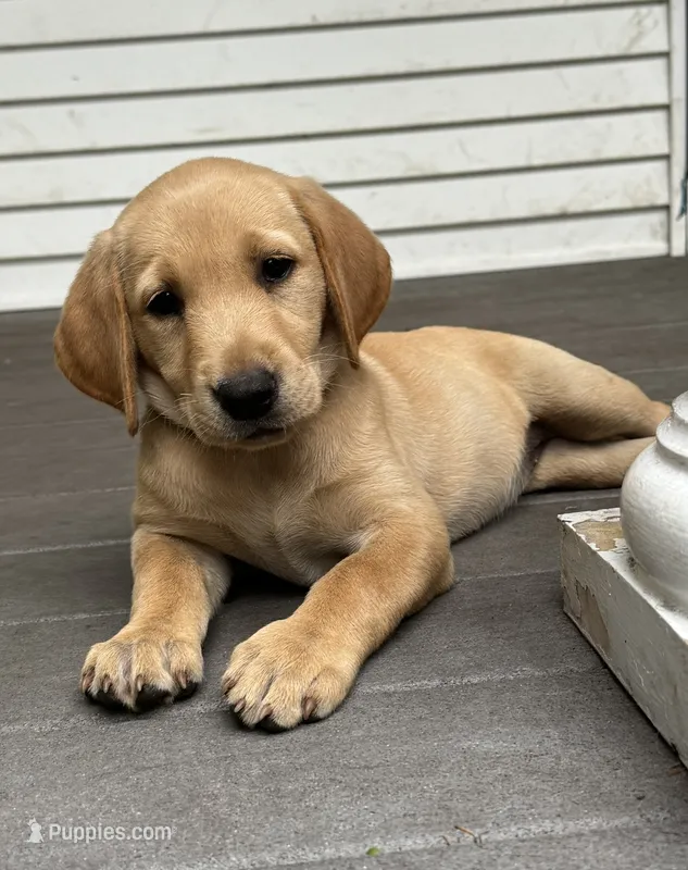 Keebler – Labrador Retriever puppy for sale in Ayer, MA