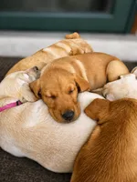 AKC Graham, a male Labrador Retriever for sale in Ayer, MA – 4 of 6