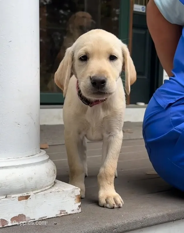 Vienna – Labrador Retriever puppy for sale in Ayer, MA