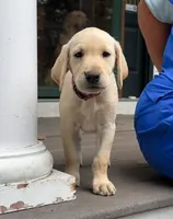 AKC Vienna, a female Labrador Retriever for sale in Ayer, MA – 1 of 6