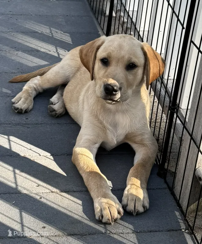 Walnut – Labrador Retriever puppy for sale in Ayer, MA