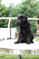 Nova, a female German Shepherd Dog for sale in Big Lake, MN – 4 of 8