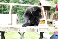 Nova, a female German Shepherd Dog for sale in Big Lake, MN – 7 of 8