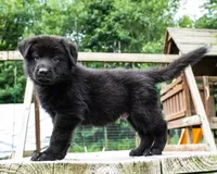 Max, a male German Shepherd Dog for sale in Big Lake, MN – 5 of 6