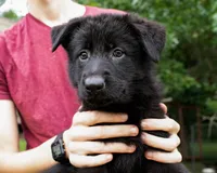 Nova, a female German Shepherd Dog for sale in Big Lake, MN – 5 of 8