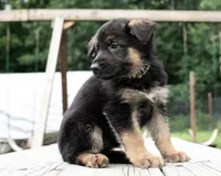 Greta, a female German Shepherd Dog for sale in Big Lake, MN – 1 of 1