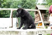 Nova, a female German Shepherd Dog for sale in Big Lake, MN – 6 of 8