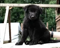 Max, a male German Shepherd Dog for sale in Big Lake, MN – 3 of 6