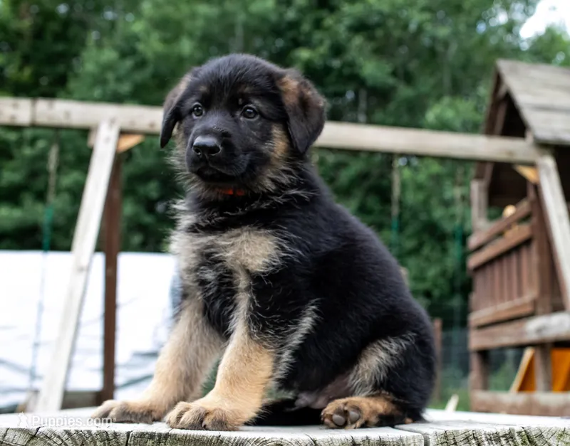 Rocky – German Shepherd Dog puppy for sale in Big Lake, MN