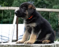 Rocky, a male German Shepherd Dog for sale in Big Lake, MN – 2 of 3