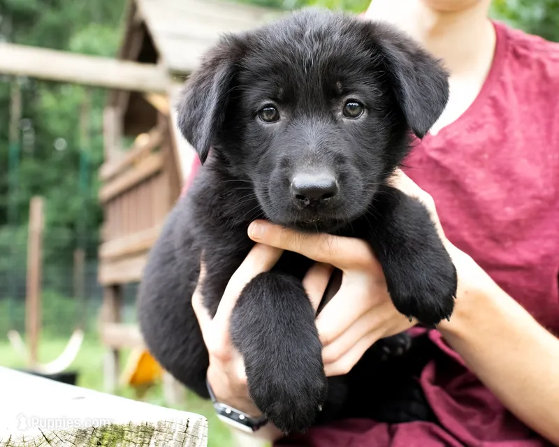 Greta – German Shepherd Dog puppy for sale in Big Lake, MN