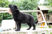 Nova, a female German Shepherd Dog for sale in Big Lake, MN – 8 of 8