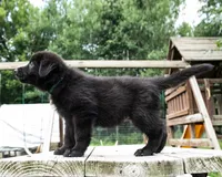 Max, a male German Shepherd Dog for sale in Big Lake, MN – 2 of 6