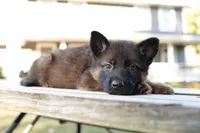 Jack, a male German Shepherd Dog for sale in Big Lake, MN – 3 of 3