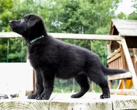 Nova, a female German Shepherd Dog for sale in Big Lake, MN – 2 of 8
