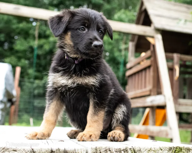 Lina – German Shepherd Dog puppy for sale in Big Lake, MN