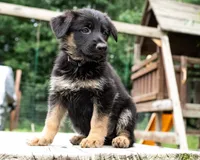 Lina, a female German Shepherd Dog for sale in Big Lake, MN – 1 of 3