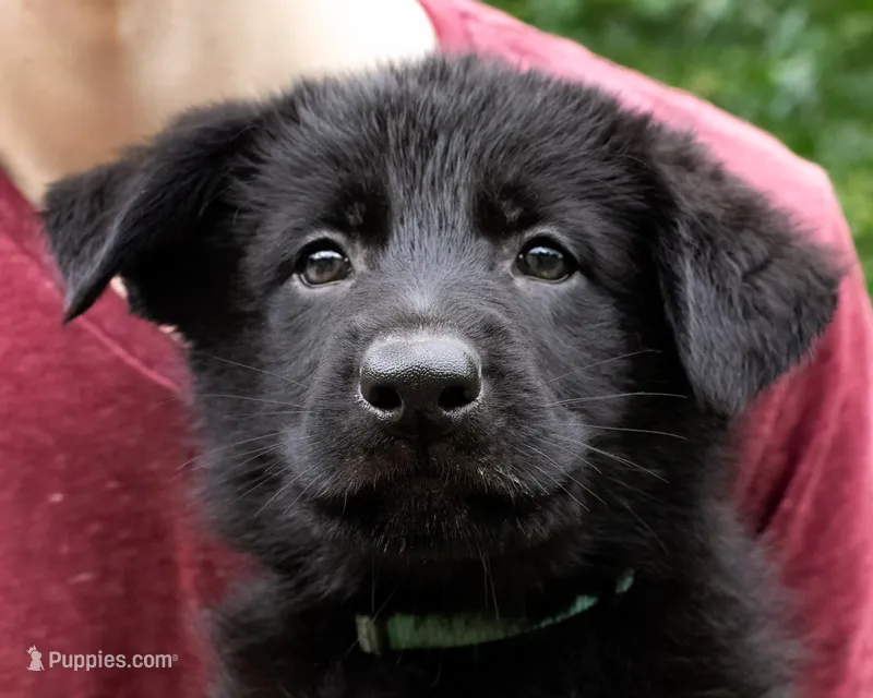Nova – German Shepherd Dog puppy for sale in Big Lake, MN