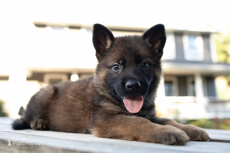 Jack – German Shepherd Dog puppy for sale in Big Lake, MN