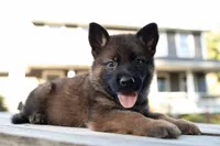 Jack, a male German Shepherd Dog for sale in Big Lake, MN – 1 of 3